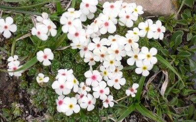 Bienvenida primavera