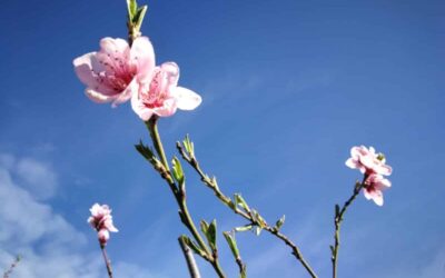 Primavera, ¡qué emoción!
